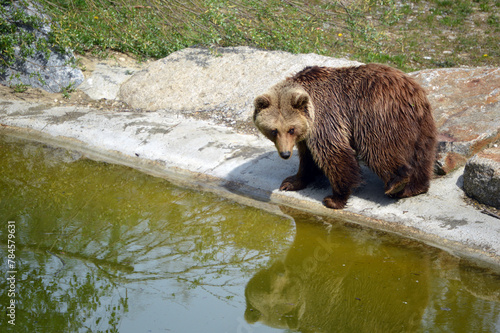 Brown bear over water