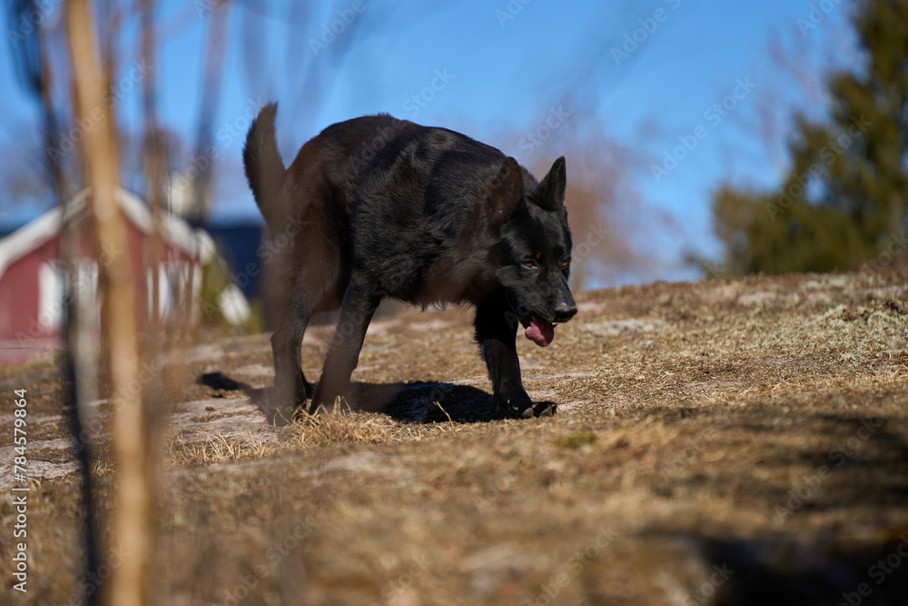 Beautiful black male German Shepherd dog on a sunny spring afternoon in a meadow in Skaraborg Sweden Beautiful black male German Shepherd dog on a sunny spring afternoon in a meadow in Skaraborg Sweden