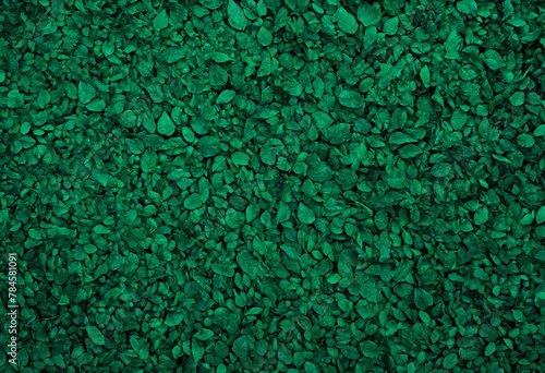 Abstract dark green texture with deep forest tones, perfect for creating an atmospheric background or backdrop