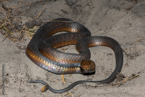 A highly venomous Anchieta’s Cobra (Naja anchietae) displaying its impressive defensive hood in the wild
