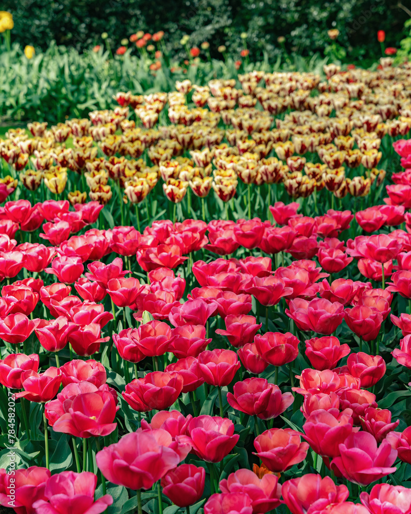 Keukenhof Tulip Garden