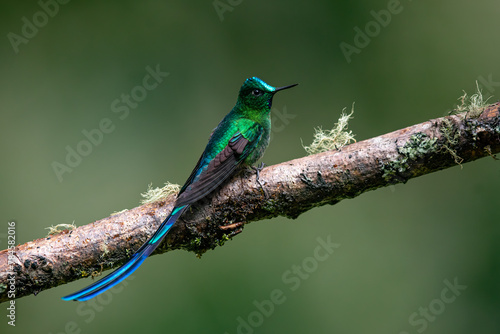 Tableau sur toile Beautiful, iridescent long-tailed sylph hummingbird (Aglaiocercus kingii) perched on an attractive branch