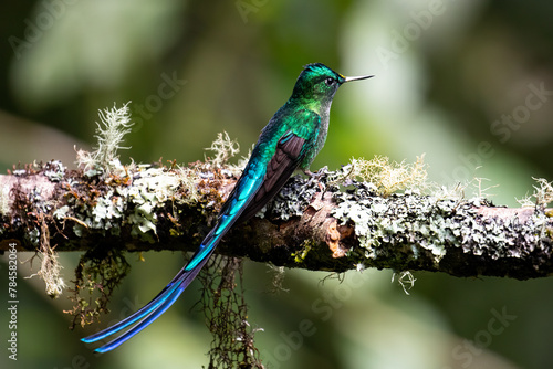 Foto Beautiful, iridescent long-tailed sylph hummingbird (Aglaiocercus kingii) perched on an attractive branch