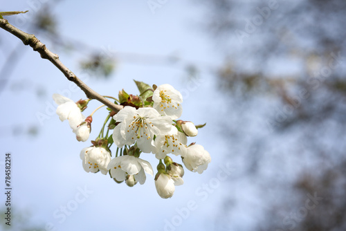 close up of white cherry blossoms in bloom 