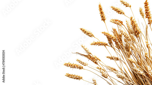 wheat as element in isolated white background