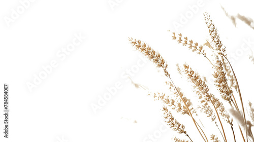wheat as an element in an isolated white background
