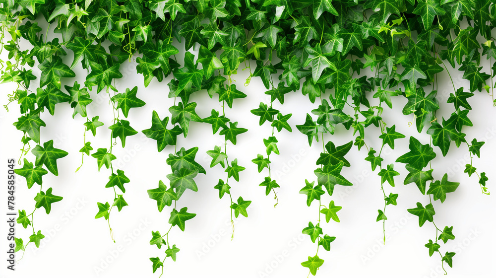 Green ivy branches hang from above on a white background - obrazy, fototapety, plakaty 