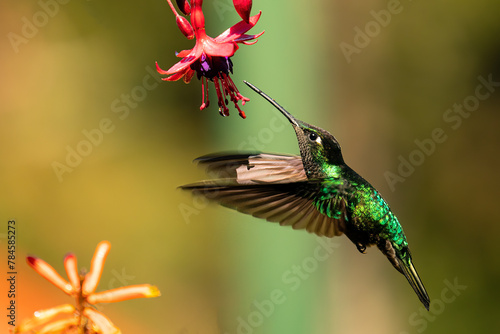 Beautiful Magnificent hummingbird (Talamanca hummingbird) in flight feeding on a pretty pink flower. The Talamanca hummingbird is endemic to Costa Rica
