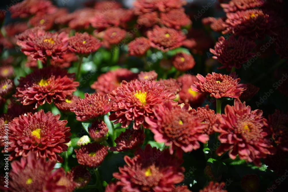 Blühende Blumen Blühende Blumen