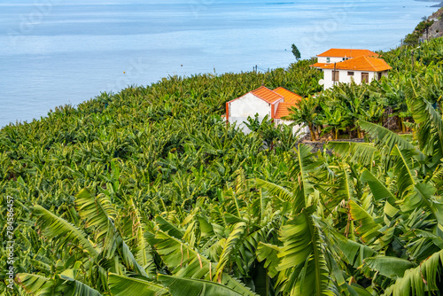 Traditional Madeiran houses in Funchal behind a banana plantation. Small farm on green hills over the Atlantic ocean photo