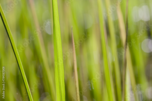 green stem of grass in the sun