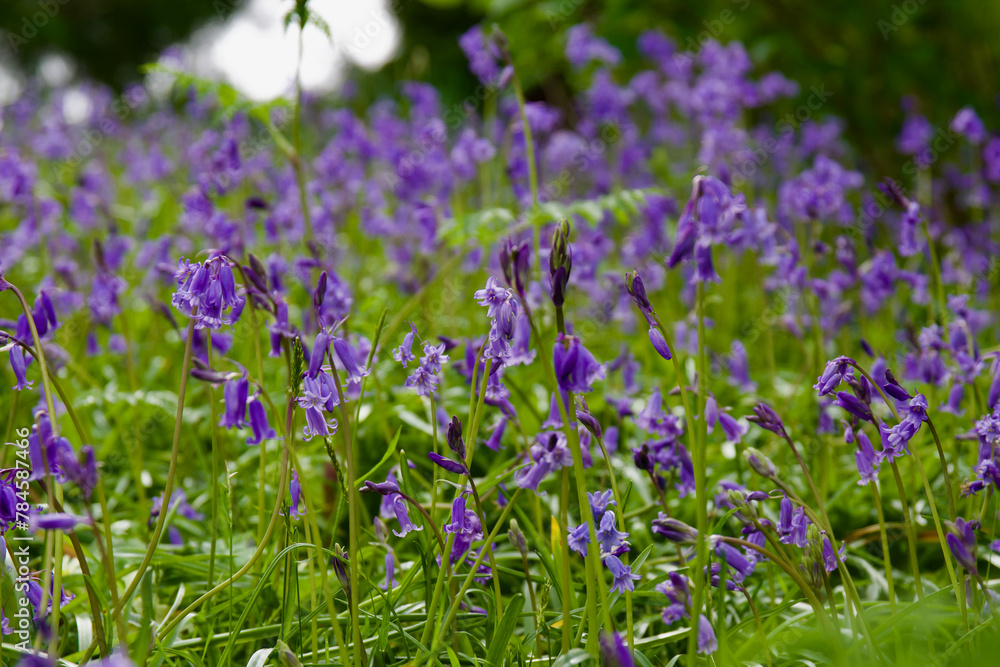 bluebell carpet bluebell carpet