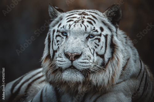 Indian Tiger  Panthera tigris tigris  detail portrait