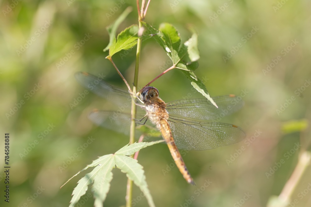 Pantala flavescens, the globe skimmer, globe wanderer or wandering glider, is a wide-ranging dragonfly of the family Libellulidae. This photo was taken in Japan. Pantala flavescens, the globe skimmer, globe wanderer or wandering glider, is a wide-ranging dragonfly of the family Libellulidae. This photo was taken in Japan.