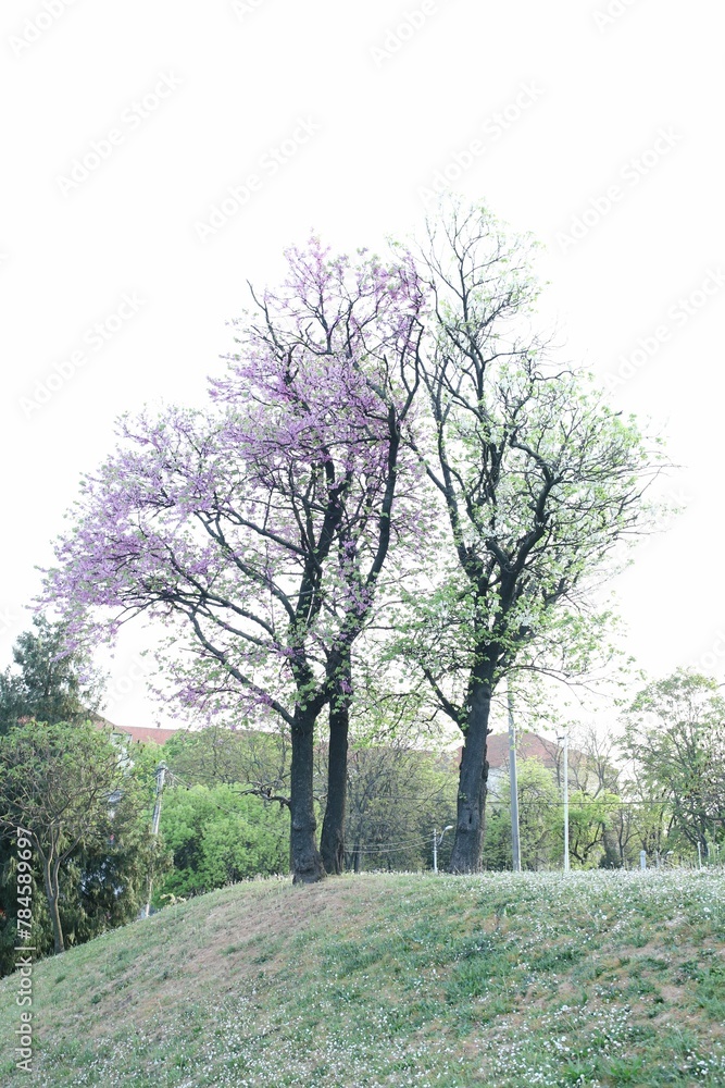 Fototapeta premium Blooming trees in spring