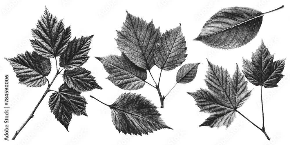 Set of leaves, old carved leaves leaf vector vintage illustration Leaf print. Set of leaves, old carved leaves leaf vector vintage illustration Leaf print.