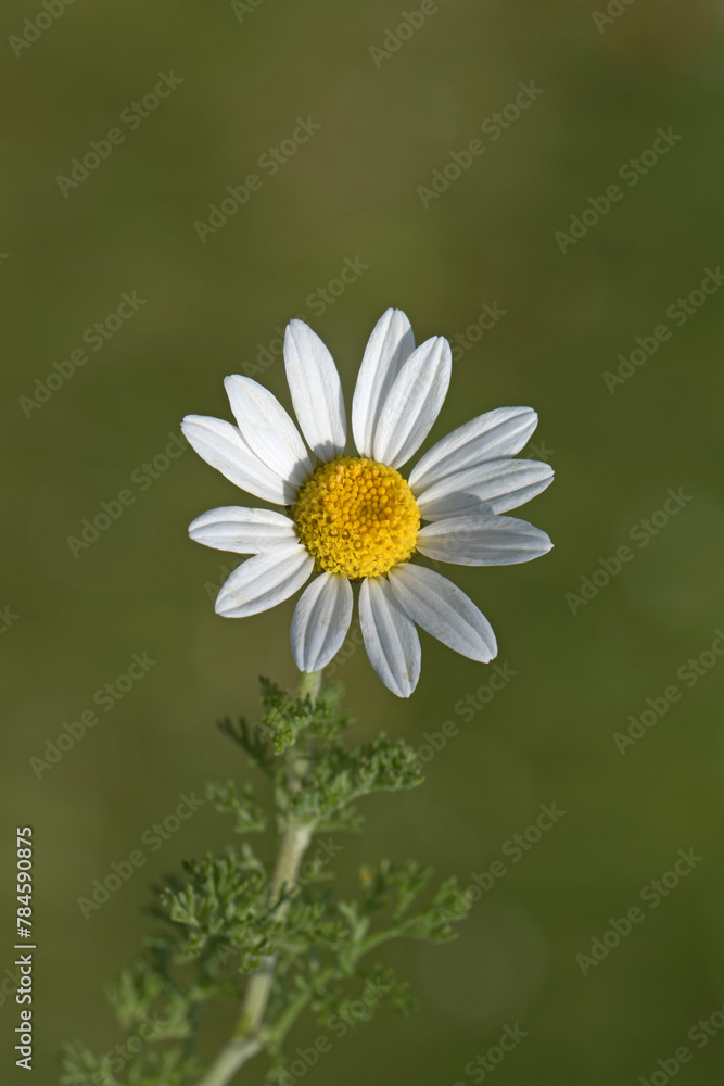 Fototapeta premium A corn chamomile (Anthemis arvensis) flower