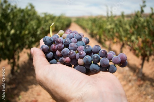 man-s-hand-holds-bunch-grapes-vineyard