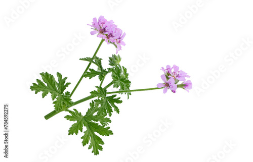 A blooming branch of the  geranium (Pelargonium geaveolens), an aromatic erect plant from the family Geraniaceae
