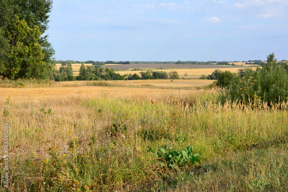 a road side with a field and trees and horizon line  