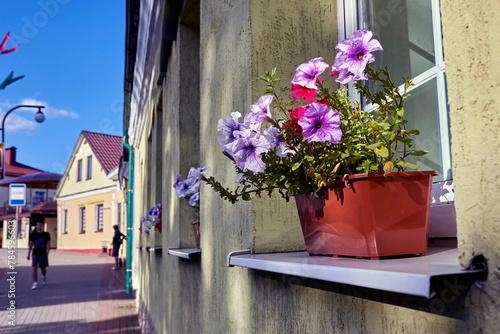 Potted Plant With Purple and Pink Flowers on a Ledge