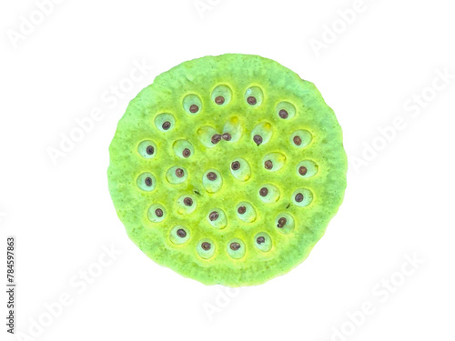 Green lotus seeds isolate on white background