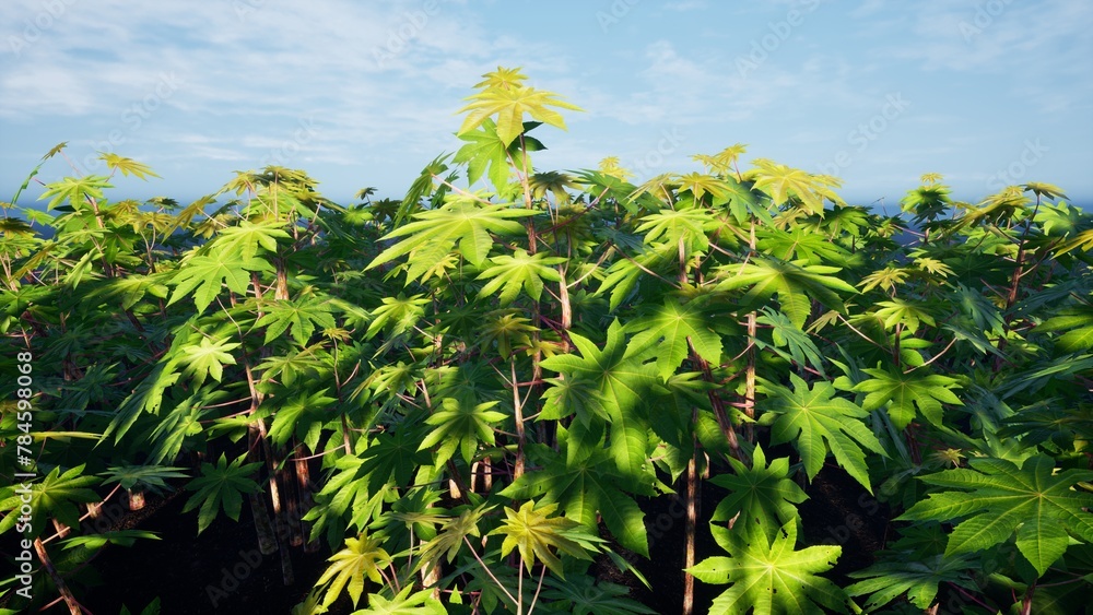 Fototapeta premium 3D Render Cassava Tree Nature Landscape