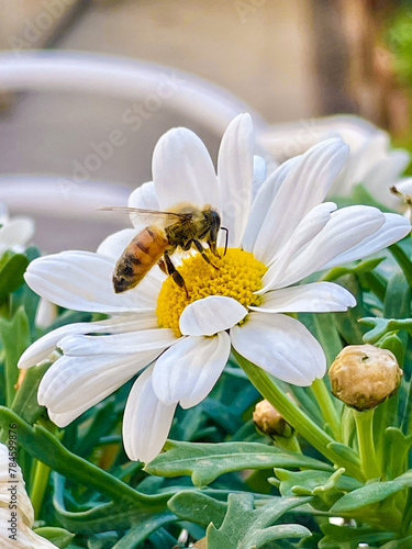 daisy flower with bee collecting nectar
