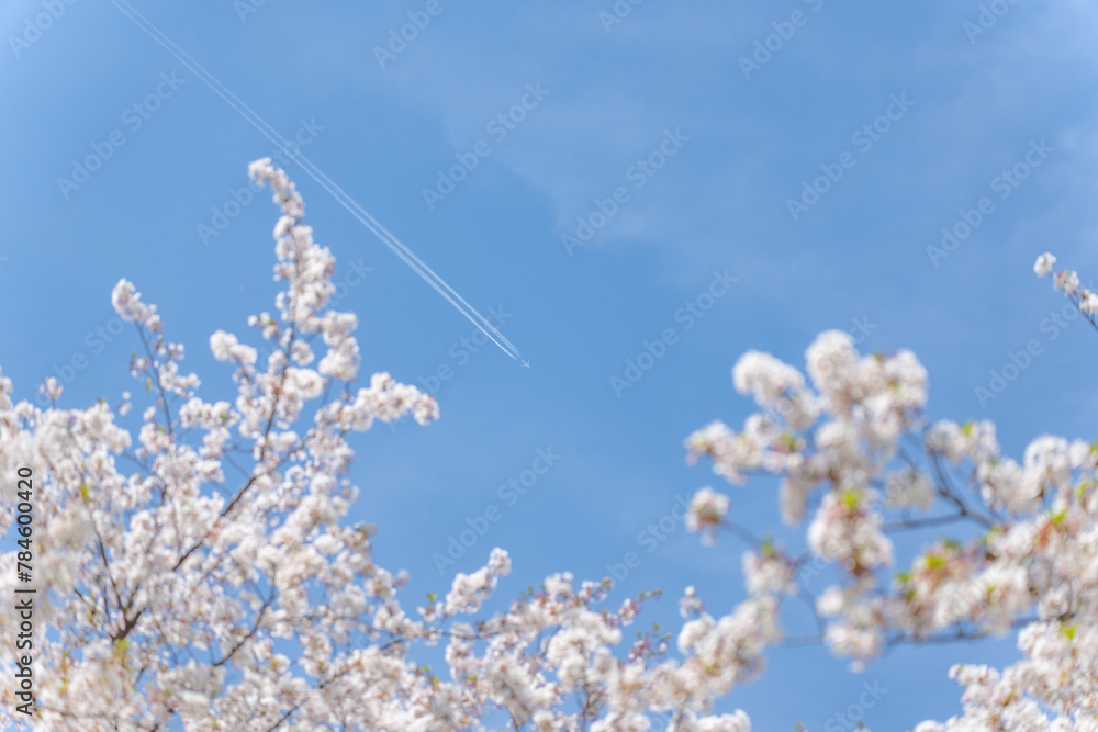 桜・飛行機・飛行機雲