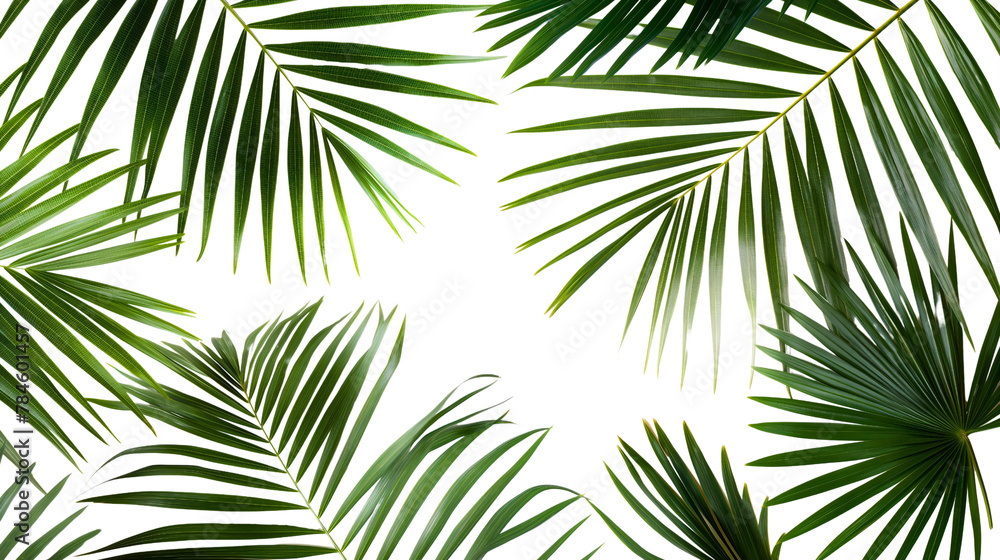 Exotic green tropical summer plant palm leaves branch isolated on transparent background