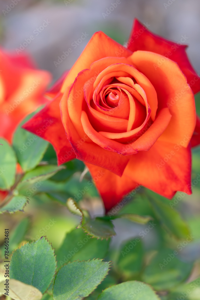 Rosa roja y anaranjada primaveral Rosa roja y anaranjada primaveral