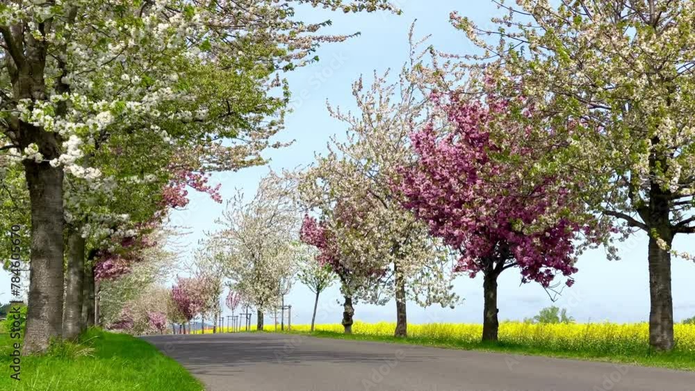 long road with beautiful blooming white and pink trees long road with beautiful blooming white and pink trees