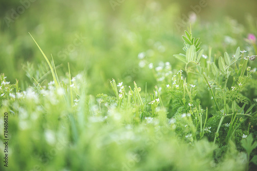 Spring and nature abstract background concept, Close-up green grass field with blurred park and sunlight.