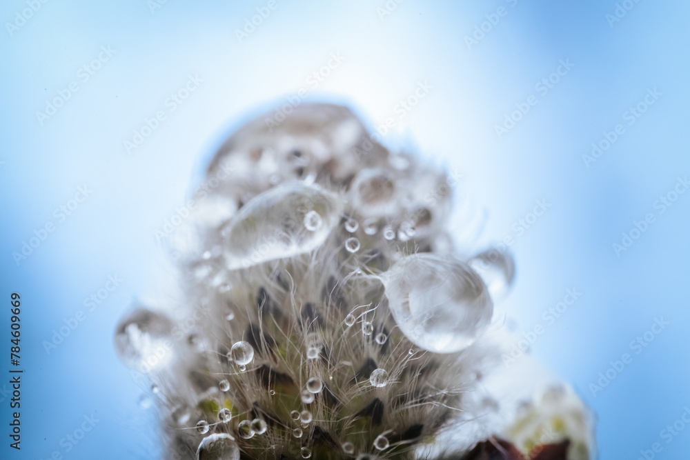 A spring bush with fluffy buds close-up and raindrops reflecting in the light. A spring bush with fluffy buds close-up and raindrops reflecting in the light.