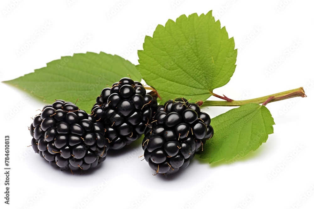 Blackberry with leaf on white background, Fresh Blackberry Blackberry with leaf on white background, Fresh Blackberry