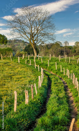Trail, meadows and rural landscape near Lieres village, Siero municipality, Asturias, Spain