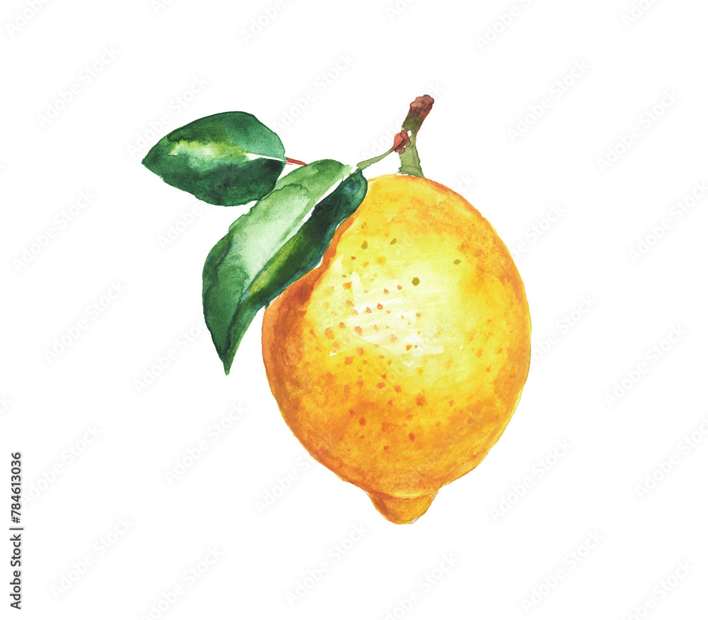 Lemon on a transparent background , citron, watercolor illustration ...