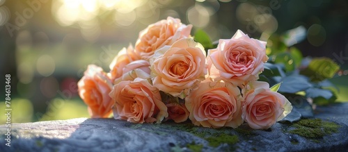 Pink Roses on Top of a Rock