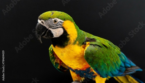 Green and Yellow Macaw
Closeup
Amazing colors
Background
Concept
