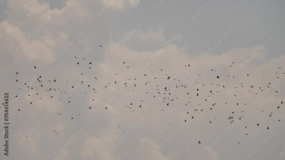 Capturing video of birds flying high in the fog. Video of birds flying in the fog. Capturing video of birds flying high in the fog. Video of birds flying in the fog.