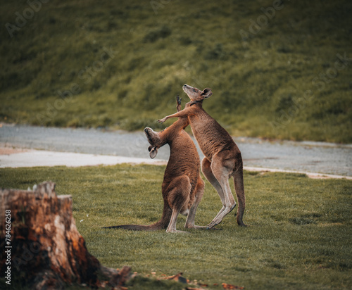 Macropus giganteus - Two Eastern Grey Kangaroos fighting with each other in Australia. Animal cruel duel in the green australian forest. Kickboxing ang boxing two fighters.