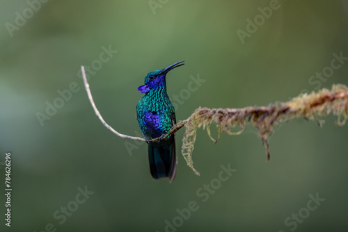 Beautiful hummingbird perched on an attractive branch. Sparkling violetear (Colibri coruscans) can be found throughout the Andes. This one was in Ecuador. photo