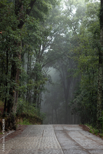 CAMINO EN MEDIO DE UN BOSQUE CON NIEBLA MUY CERCA DE LA CIUDAD DE QUERETARO EN MEXICO