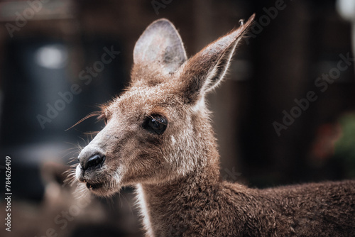 Kangaroo Wallaby is hiding in the grass on the shore of the lake. Australian wildlife. Queensland