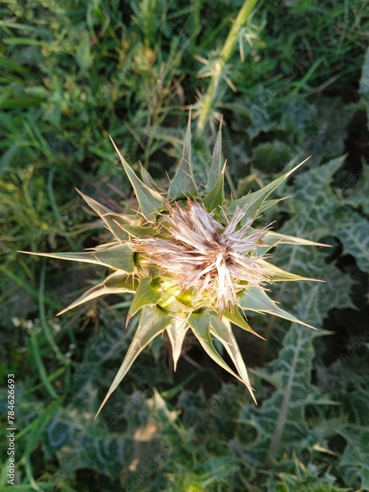 flower of a thistle macro detail, thistle flower in the field macro detail, beauty of nature flower of a thistle macro detail, thistle flower in the field macro detail, beauty of nature
