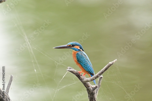 Common kingfisher