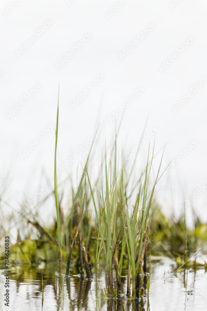 watergrass , white background , vertical