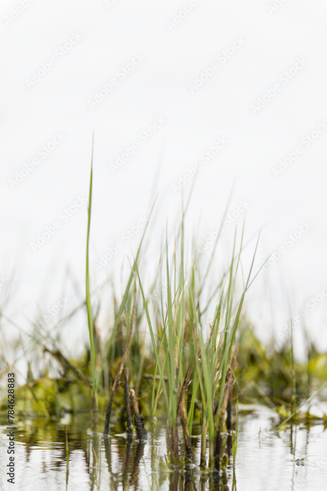 watergrass , white background , vertical watergrass , white background , vertical