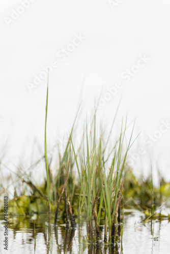 watergrass , white background , vertical