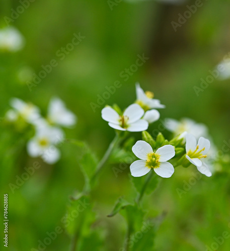 Beautiful close-up of a cardamine pratensis flower